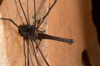 Media type: image; Invertebrate Zoology 132615